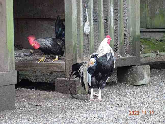 画像の説明 画像の説明