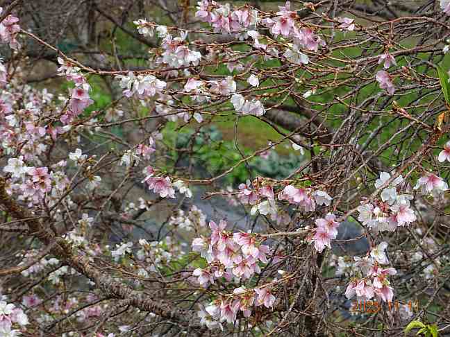 画像の説明 画像の説明